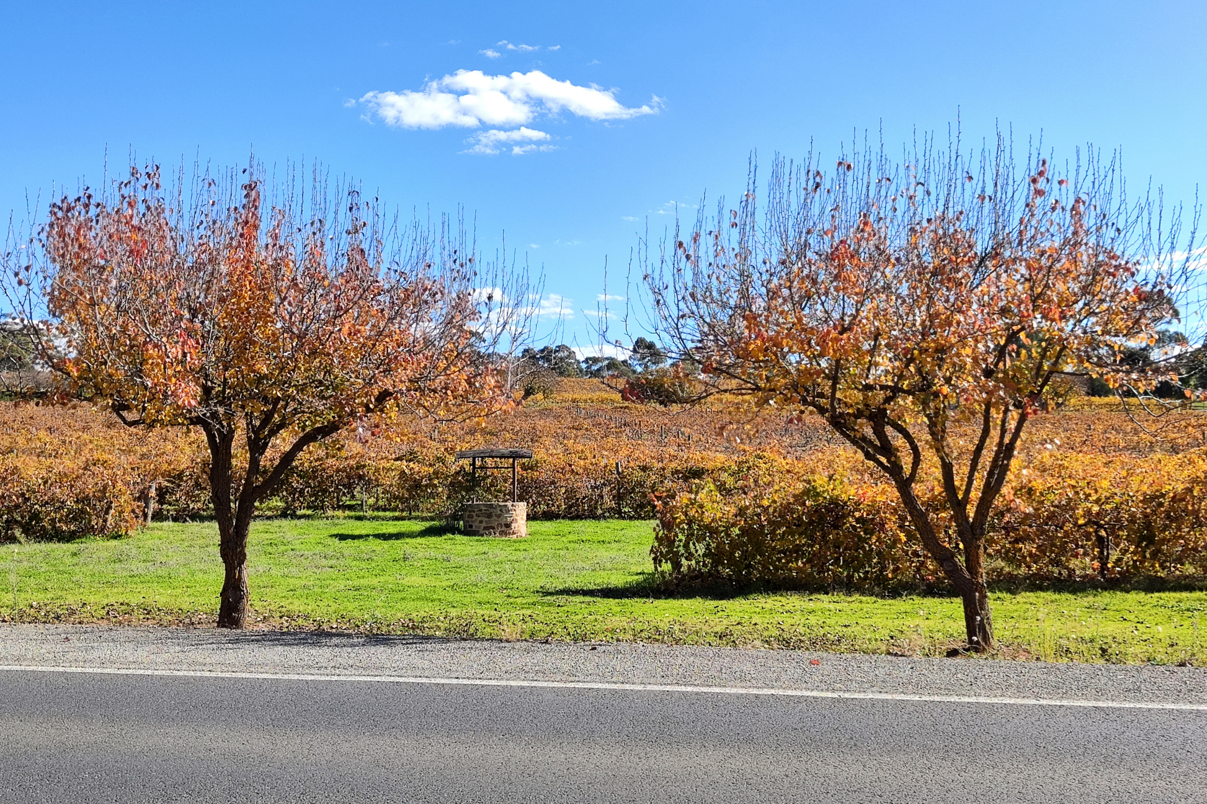 clare valley, south australia (3).webp